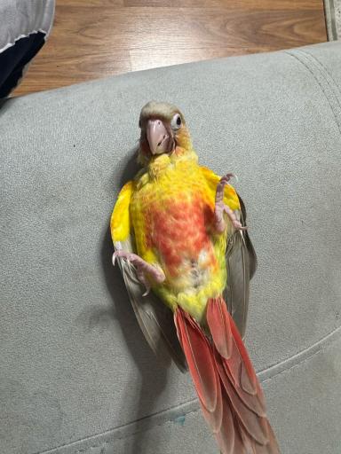 عکس پرنده سرای منو طوطیم