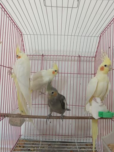 عکس پرنده سرای منو طوطیم