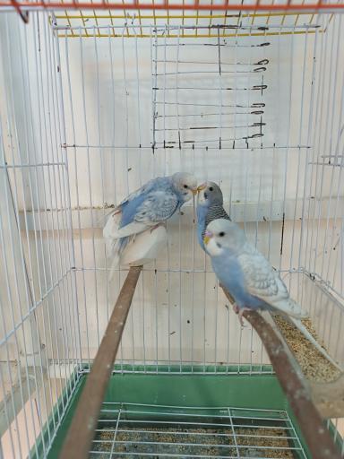 عکس پرنده سرای منو طوطیم