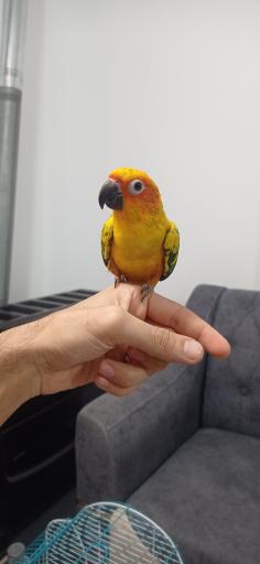 عکس پرنده سرای منو طوطیم