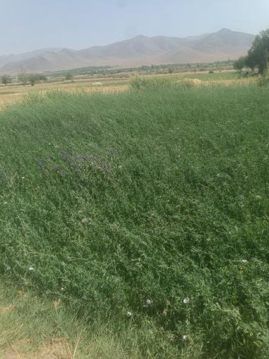 عکس استوه