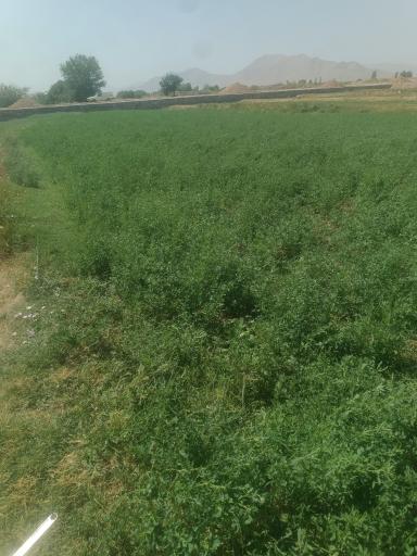 عکس استوه