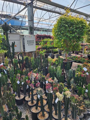 عکس باغ گل رضوان