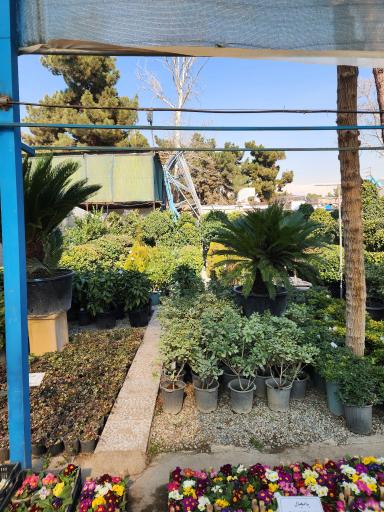 عکس باغ گل رضوان