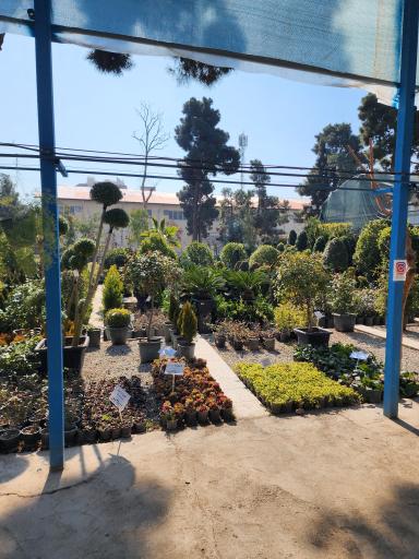 عکس باغ گل رضوان