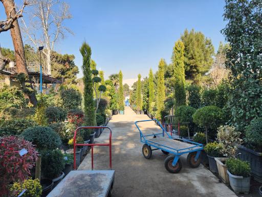 عکس باغ گل رضوان