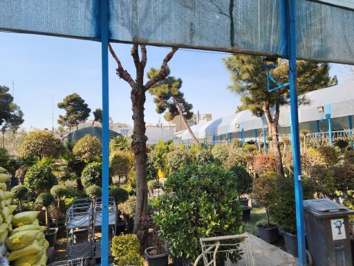 عکس باغ گل رضوان