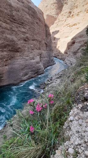 عکس بیشه خرما تنگوان اندیمشک
