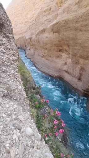 بیشه خرما تنگوان اندیمشک