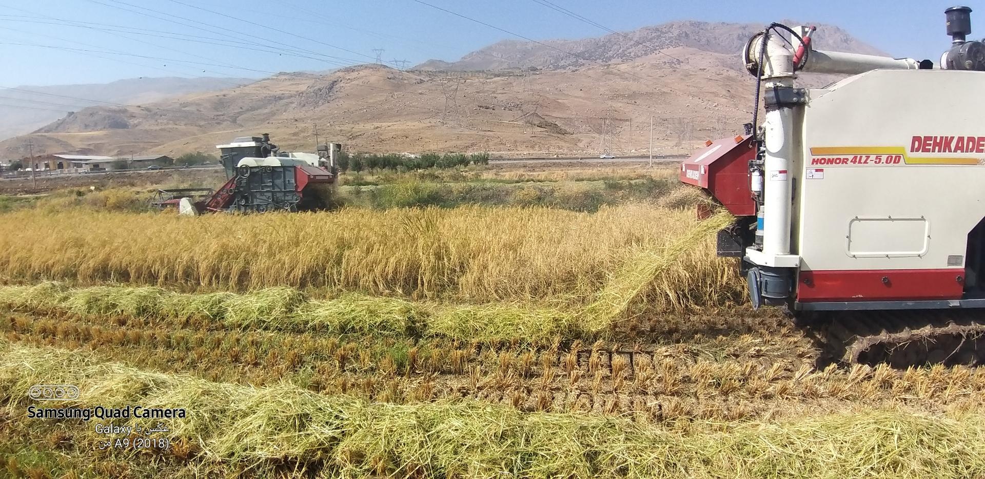 عکس اراضی کشاورزی خرمی