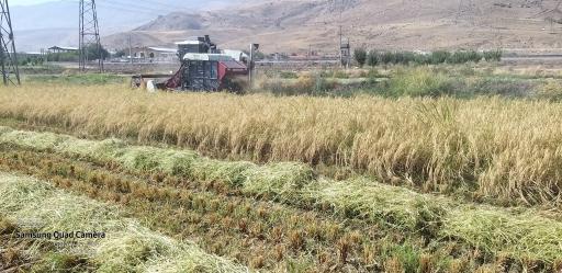 عکس اراضی کشاورزی خرمی