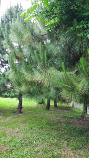 عکس پارک گیاه شناسی