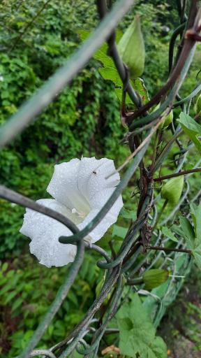 عکس پارک گیاه شناسی