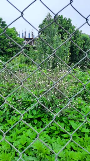 عکس پارک گیاه شناسی