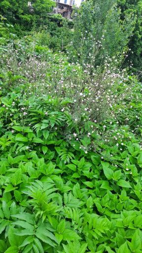 عکس پارک گیاه شناسی