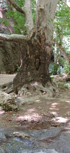 عکس تنگ بستانک