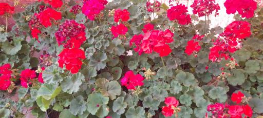 عکس گل و گلدان ارکیده