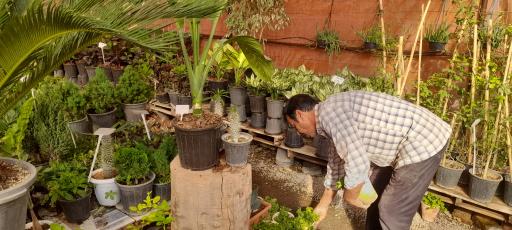 عکس گل و گلدان ارکیده