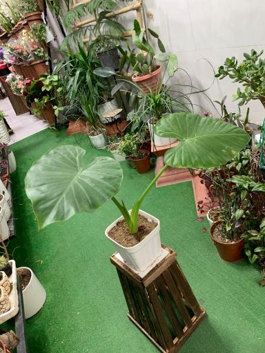 عکس گلکده ترگل