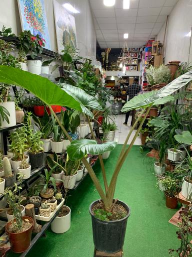 عکس گلکده ترگل