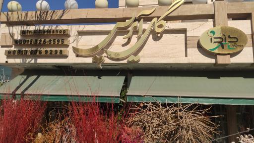 عکس گل آیریس