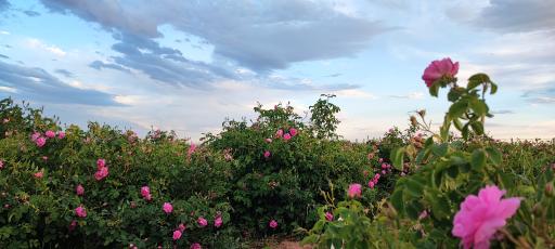 عکس مزرعه گل محمدی عظیم دایی اوغلی 