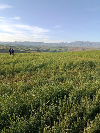عکس جیران بلاغی