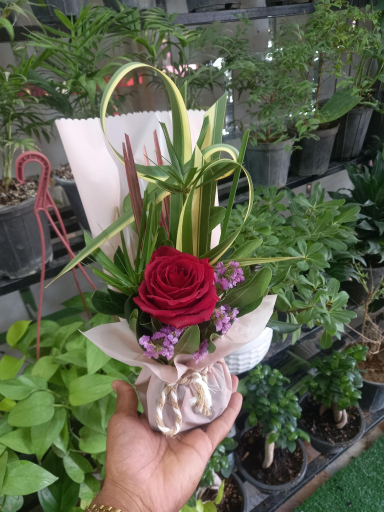 عکس گلکده ترگل