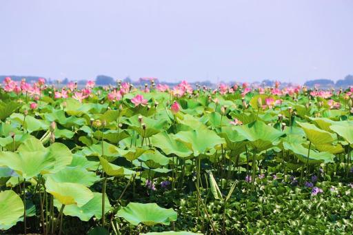 عکس تالاب گل لاله