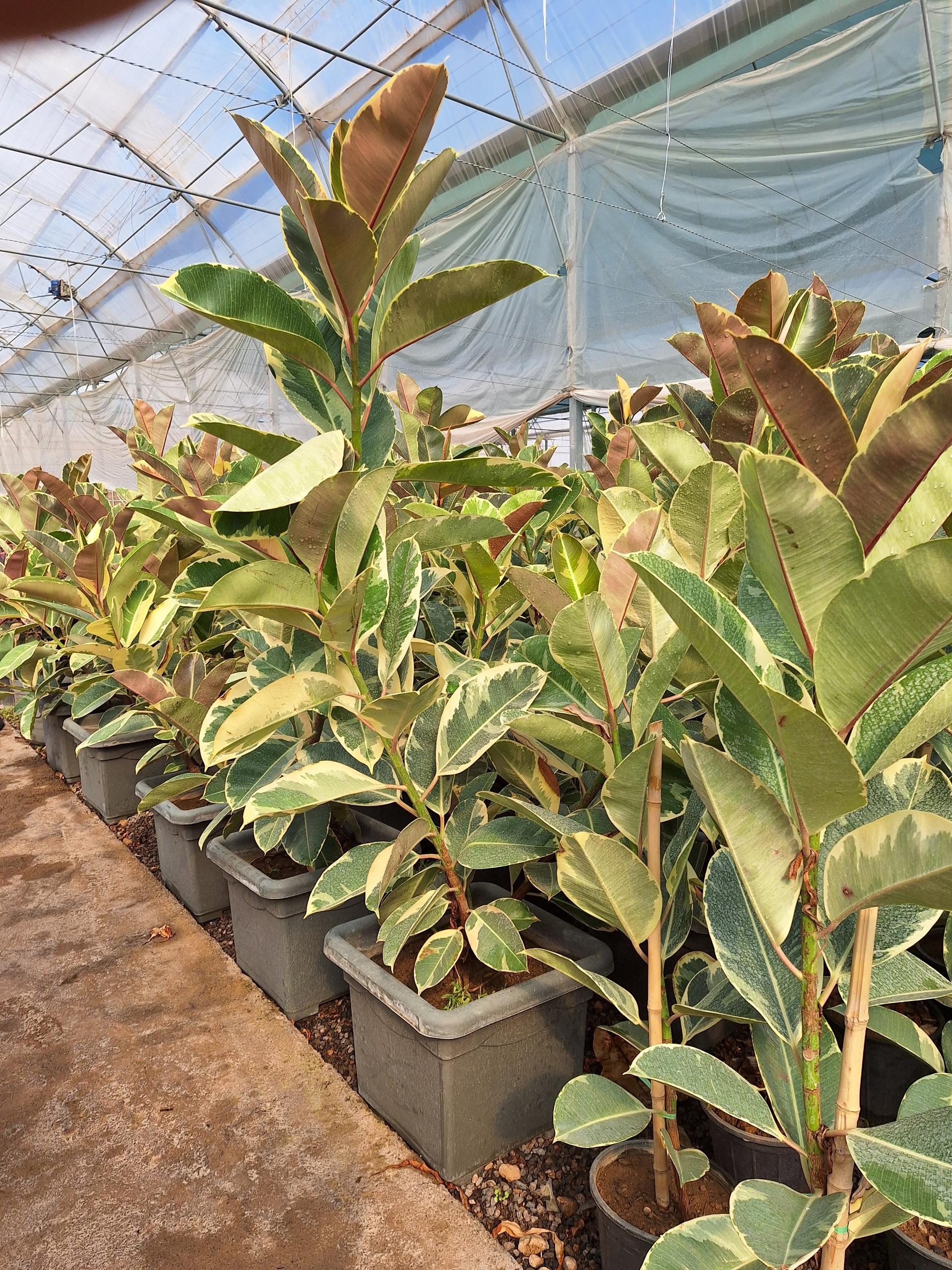 عکس گلباغ لاله شعبه یک 