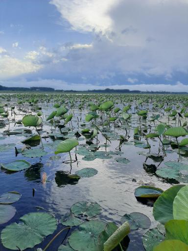 عکس اسکله تفریحی لاله مرداب