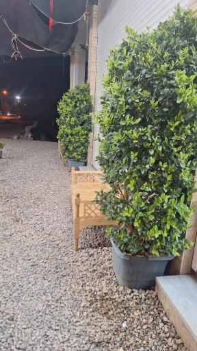 عکس آبمیوه و بستنی کی