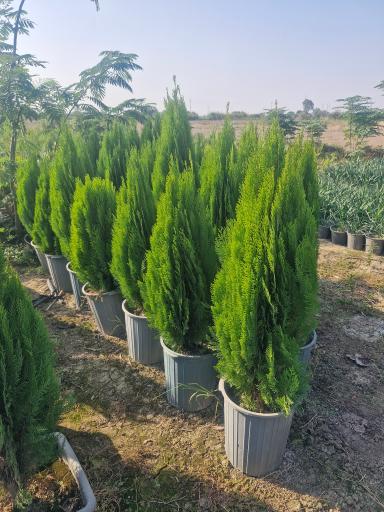 عکس نهالستان مرکزی عرشیان توس