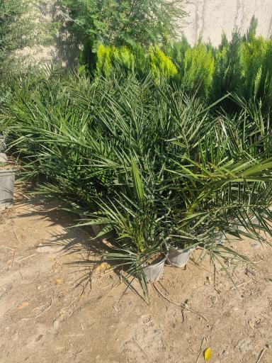 عکس نهالستان مرکزی عرشیان توس