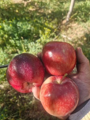 عکس نهالستان مرکزی عرشیان توس