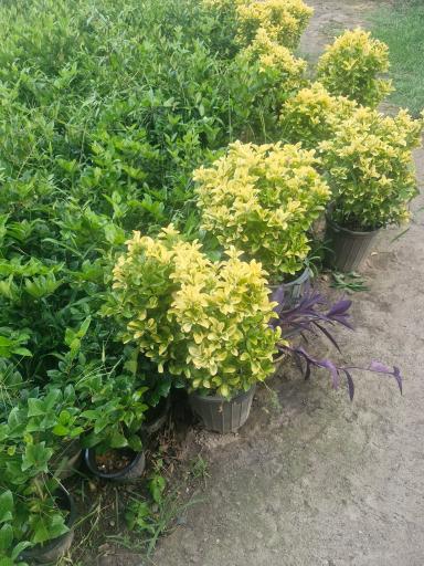 عکس نهالستان مرکزی عرشیان توس