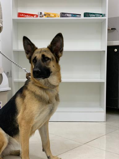 عکس کلینیک دامپزشکی حیوانات خانگی دکتر ربیعی