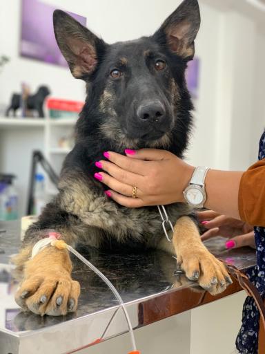 عکس کلینیک دامپزشکی حیوانات خانگی دکتر ربیعی