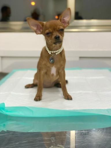 عکس کلینیک دامپزشکی حیوانات خانگی دکتر ربیعی