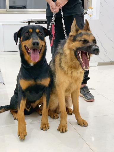 عکس کلینیک دامپزشکی حیوانات خانگی دکتر ربیعی