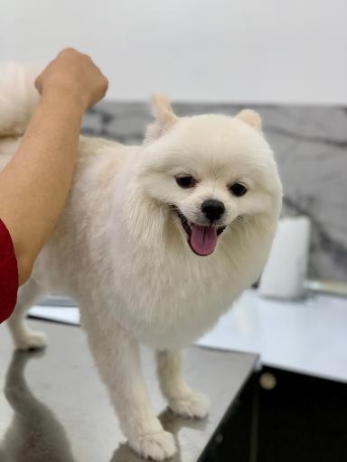 عکس کلینیک دامپزشکی حیوانات خانگی دکتر ربیعی