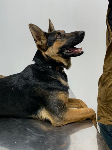 عکس کلینیک دامپزشکی حیوانات خانگی دکتر ربیعی