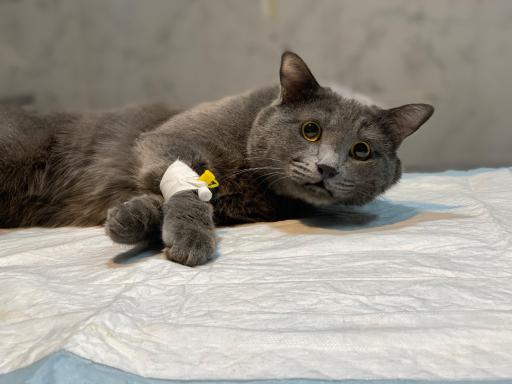 عکس کلینیک دامپزشکی حیوانات خانگی دکتر ربیعی