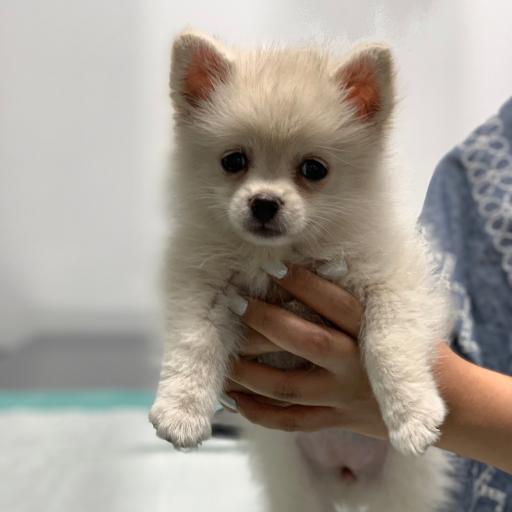 عکس کلینیک دامپزشکی حیوانات خانگی دکتر ربیعی