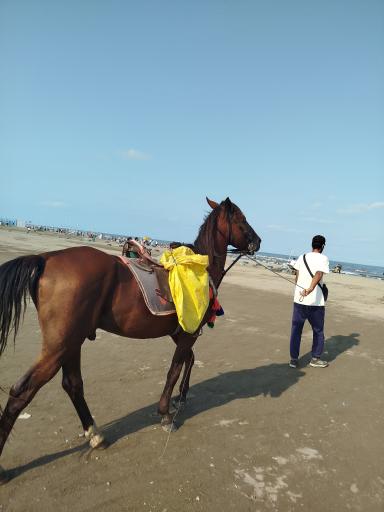 عکس ساحل شیندان