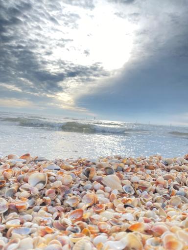 عکس ساحل شیندان