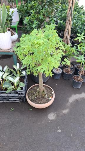 عکس گل و گیاه افرا