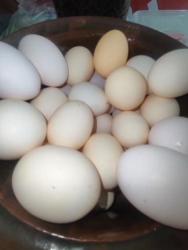 عکس سبزی آماده گیل دختر