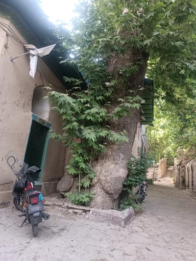 عکس امامزاده شعیب