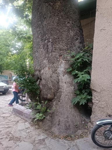 عکس امامزاده شعیب